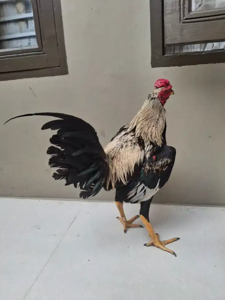 Ayam Tarung Pama Teksi Tabok