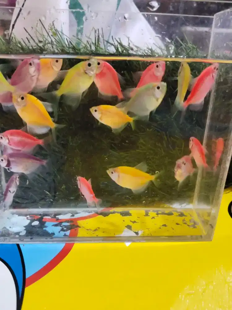 Ikan Hias Glofish
