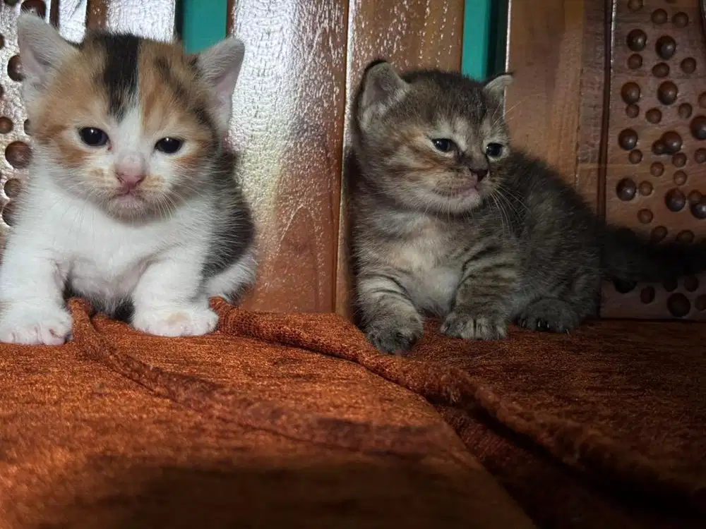 Munchkin,british,british munchkin