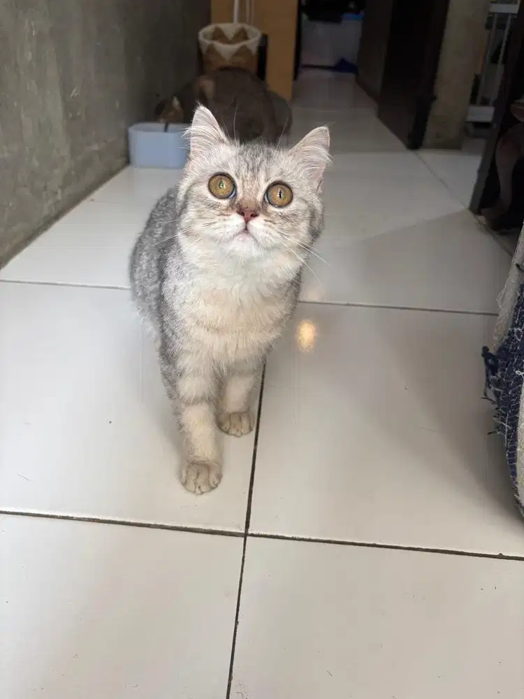 Kucing British Shorthair Silver