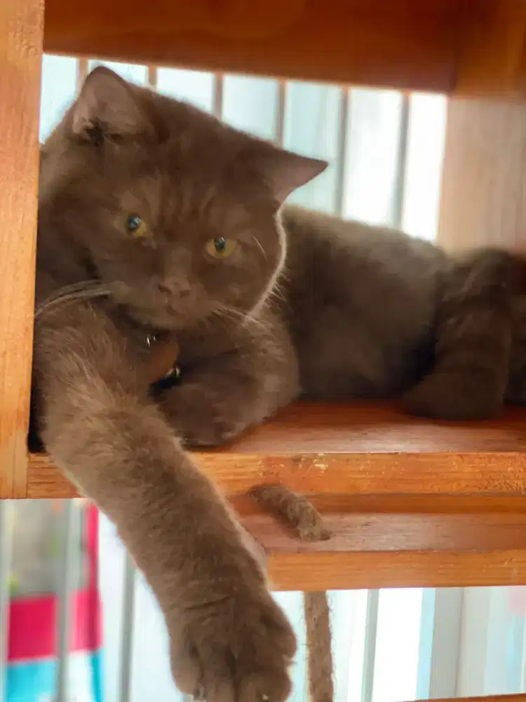 BSH Cinammon Jantan Pedigree WCF