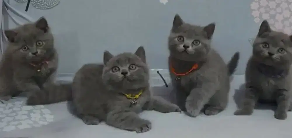 BSH Blue Betina dan Jantan