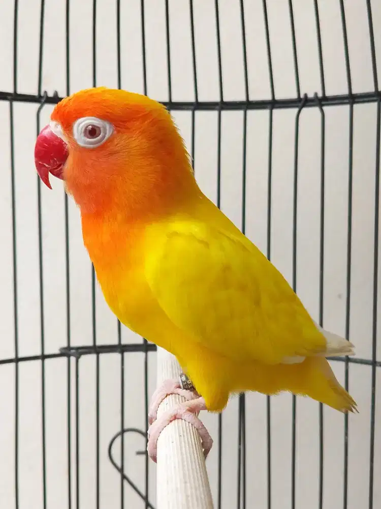 Burung lovebird lutino mata merah betina cantik