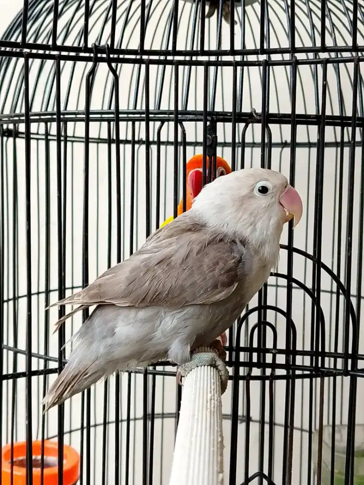 Burung lovebird Mokacino jinak gacor