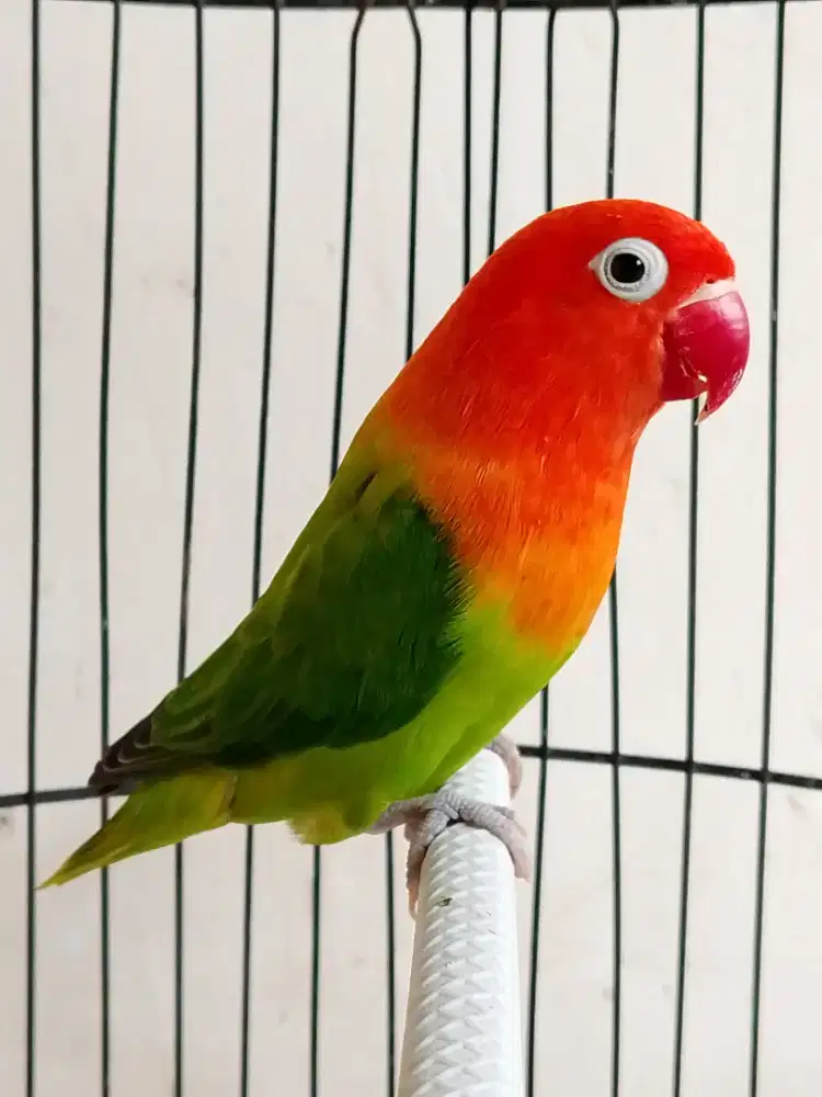 Burung lovebird betina cantik biola green merah pedes