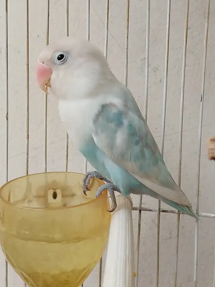 Burung lovebird jantan ganteng pastel biru