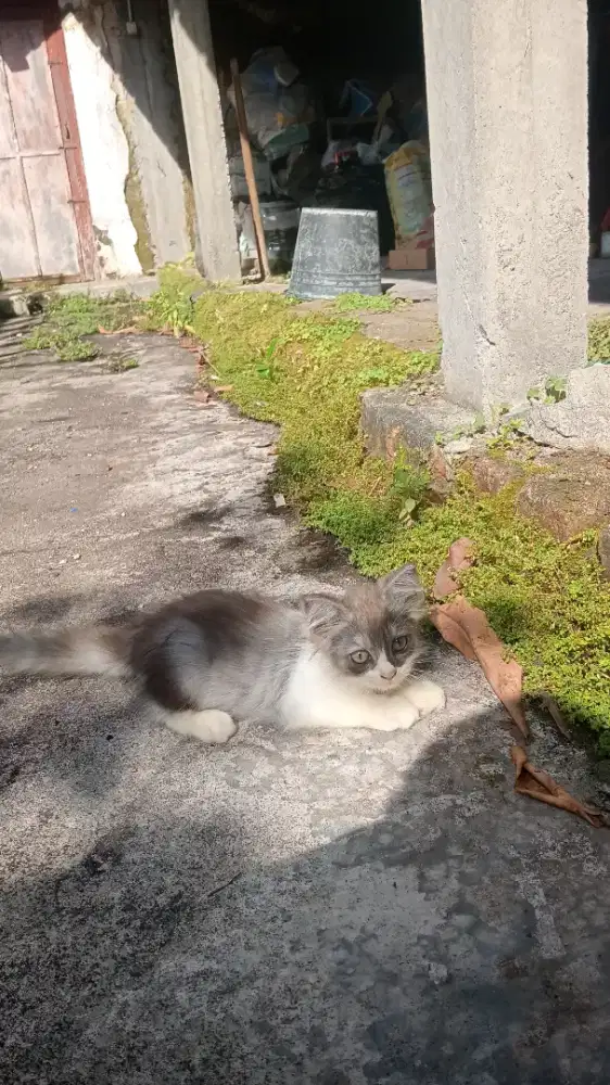 Kucing betina usia ± 3 bulan