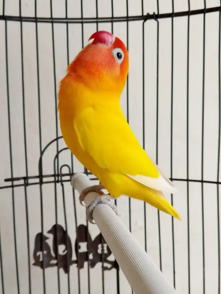 Lovebird jantan ganteng lutino mata hitam