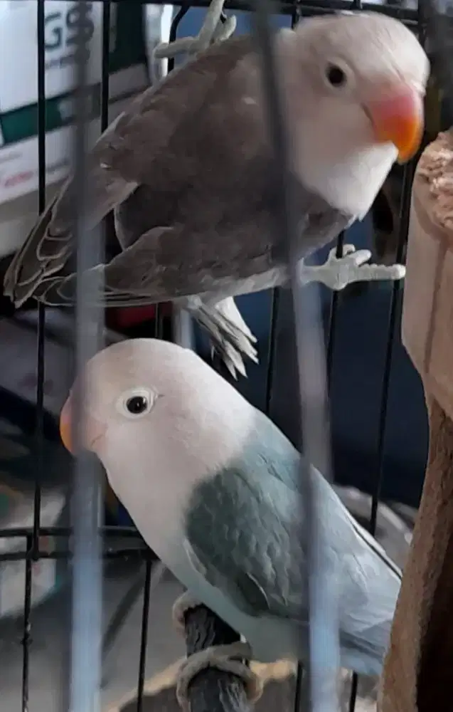Burung Lovebird/Labet warna biru dan abu-abu.