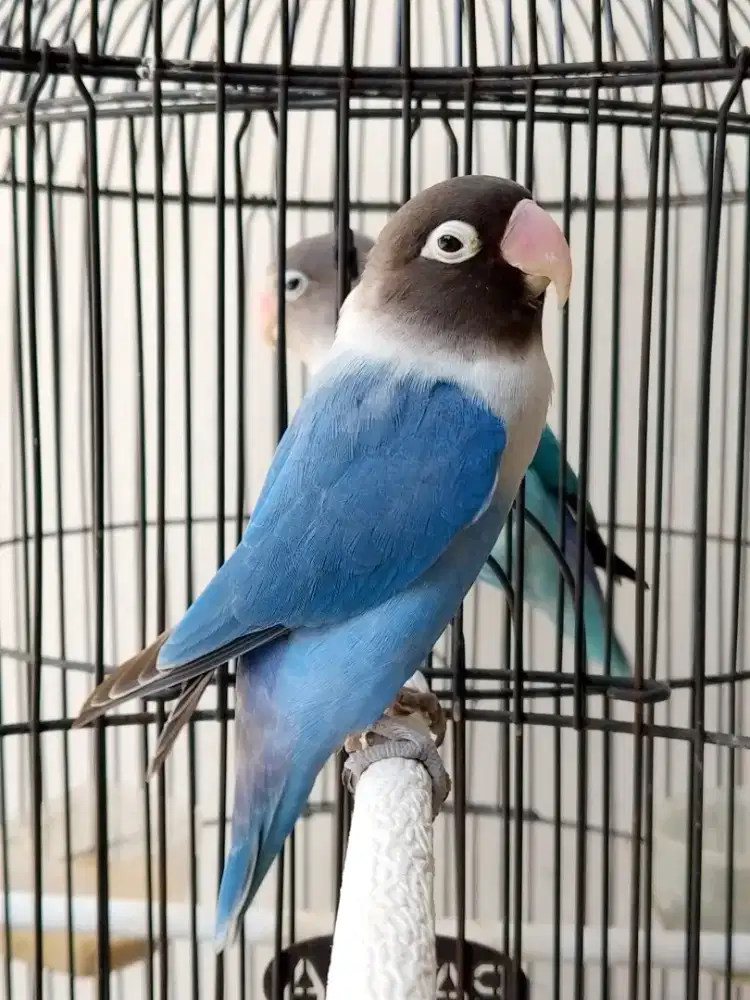 Burung lovebird betina cantik biru mangsi Perso