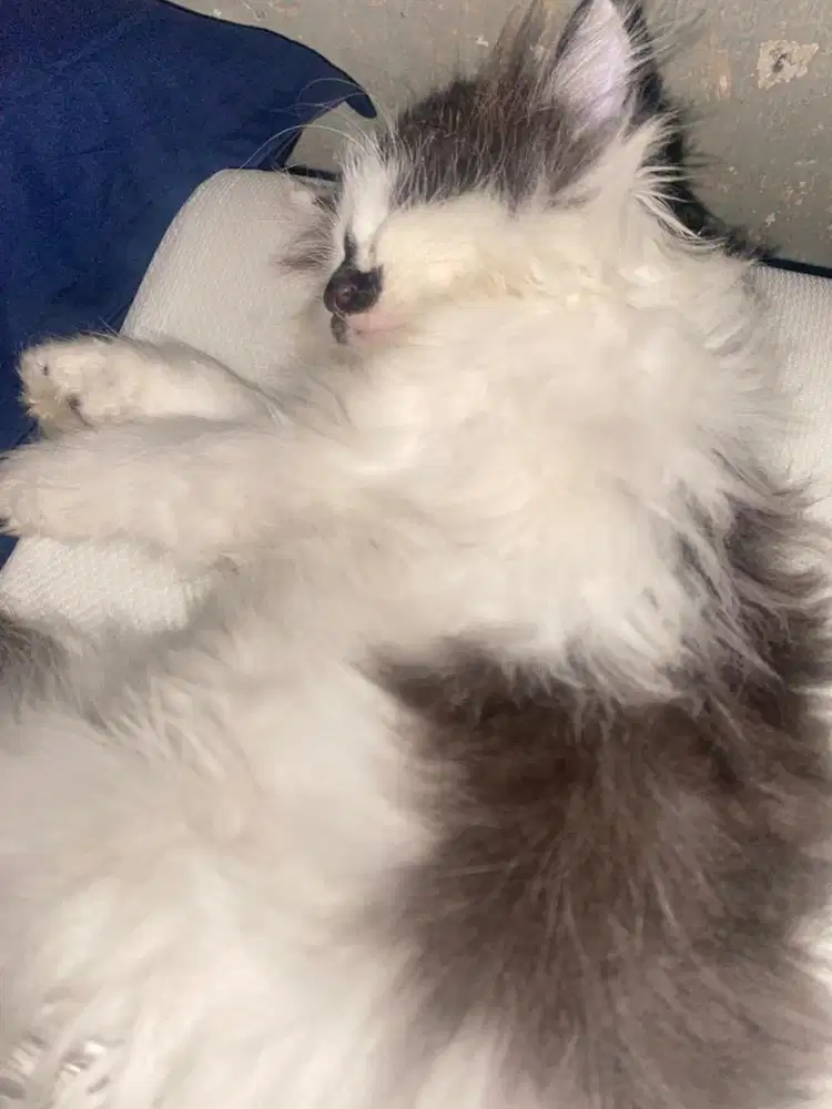 Harian beberes rumah