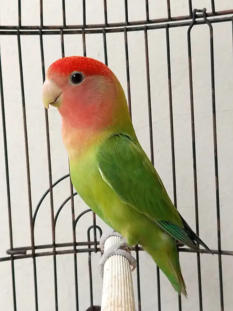 Burung lovebird betina cantik non klep mewah