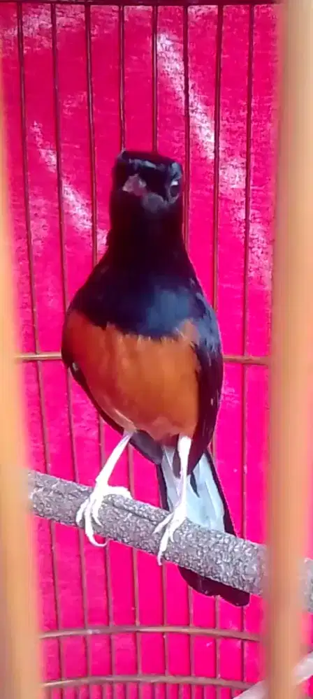 Muray muda hutan prestasi