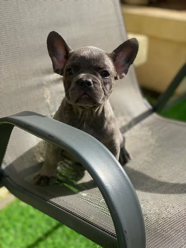 Anakan French Bulldog Betina - Exotic Blue Kualitas Super