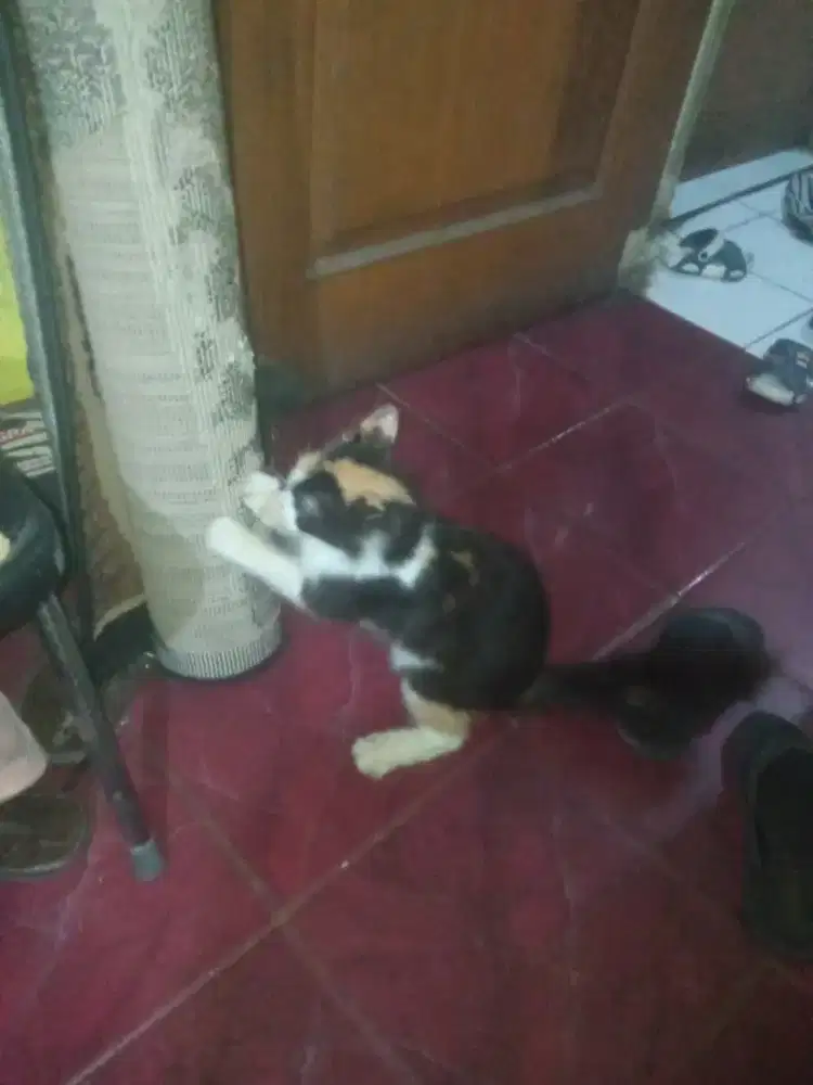 Kucing persia betina