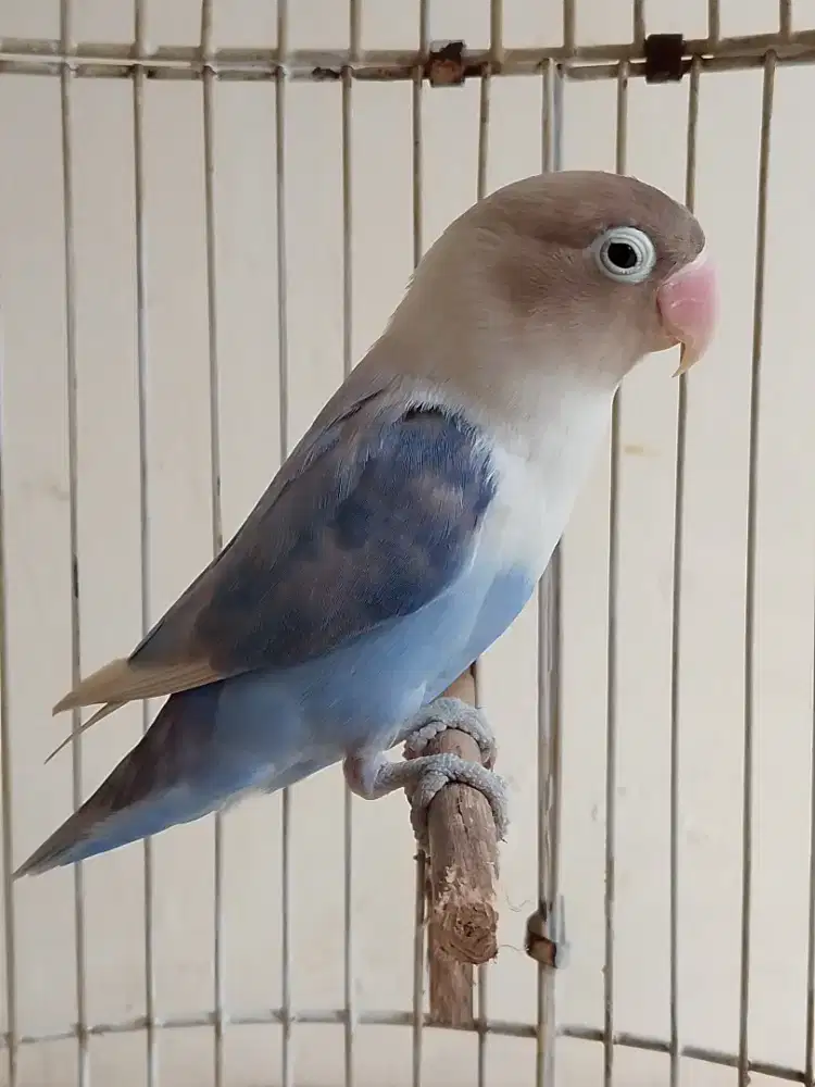 Burung lovebird betina cantik pastel ungu ada isian