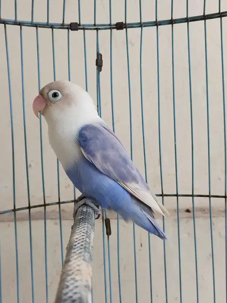 Burung lovebird betina cantik pastel violet ajibbbb