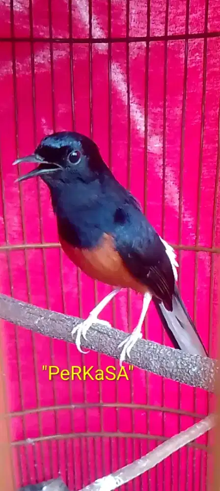 Muray hutan prospek gantang