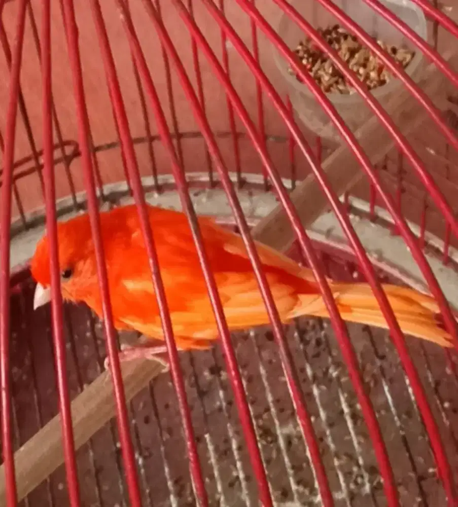 KENARI MERLOK JANTAN