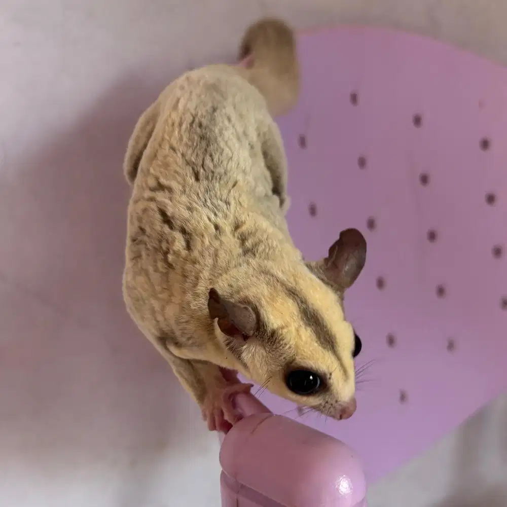 SUGAR GLIDER PLATINUM BETINA