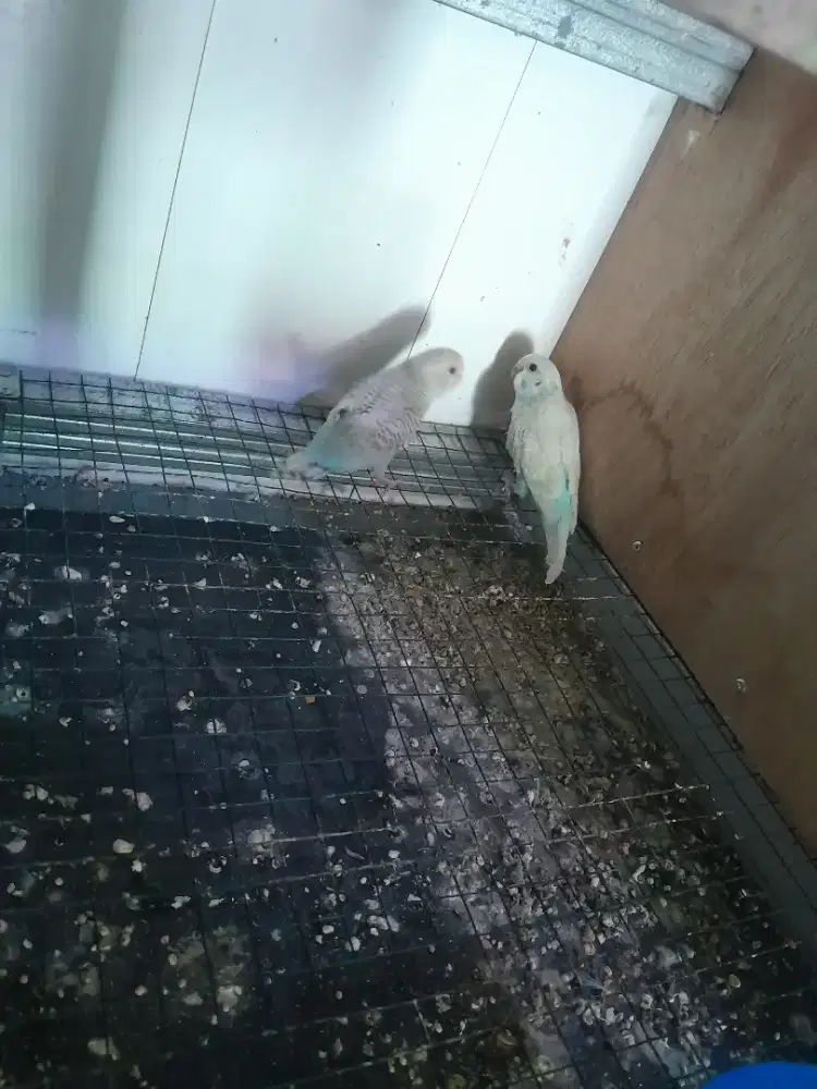 Parkit 2 ekor  jenis lokal