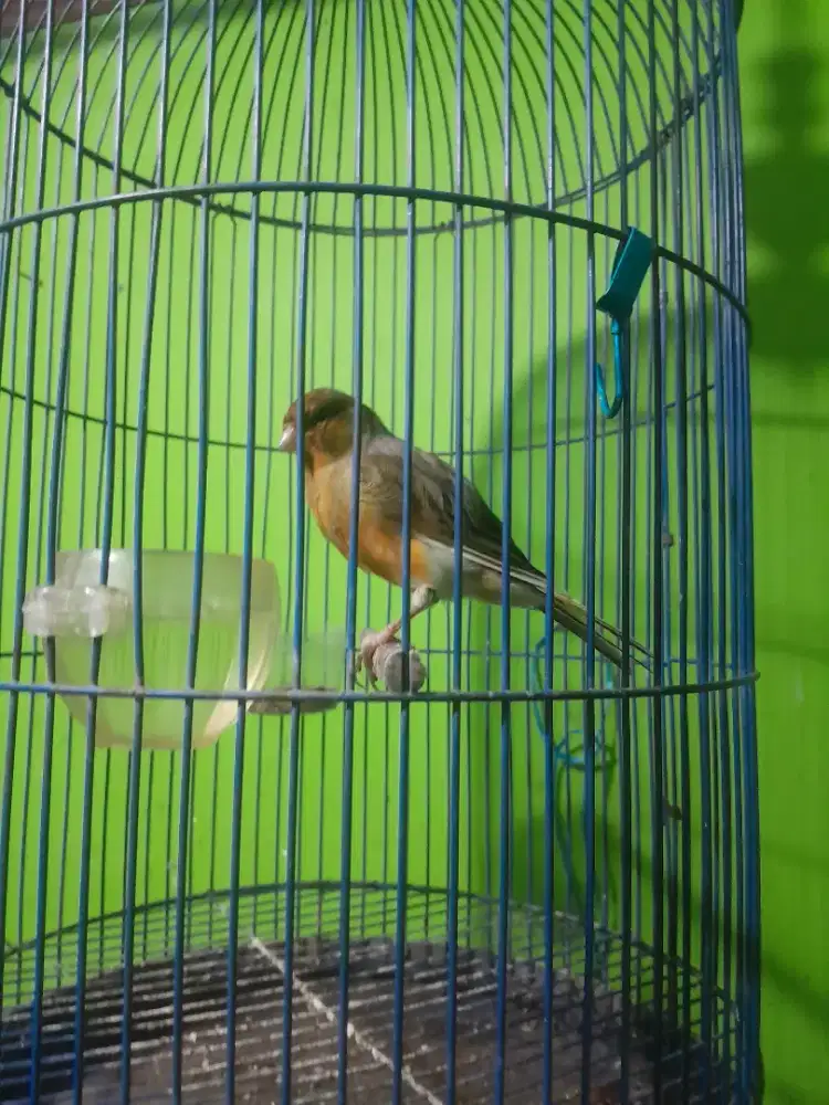 Kenari AF Gacor  super big hampir segede cerucuk