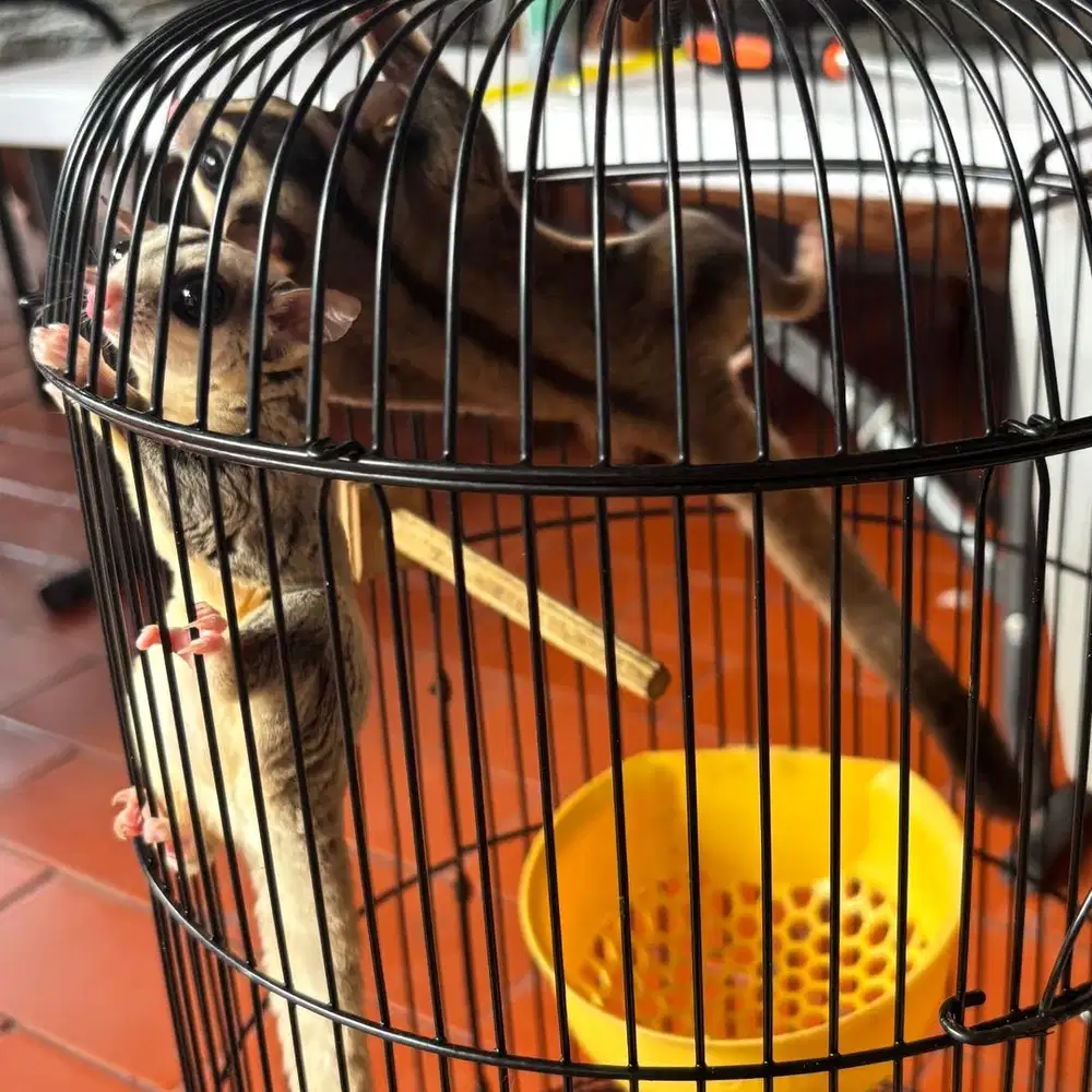 SUGAR GLIDER INDUKAN PLATINUM & CG SEPASANG (LAGI IP 2 EKOR)