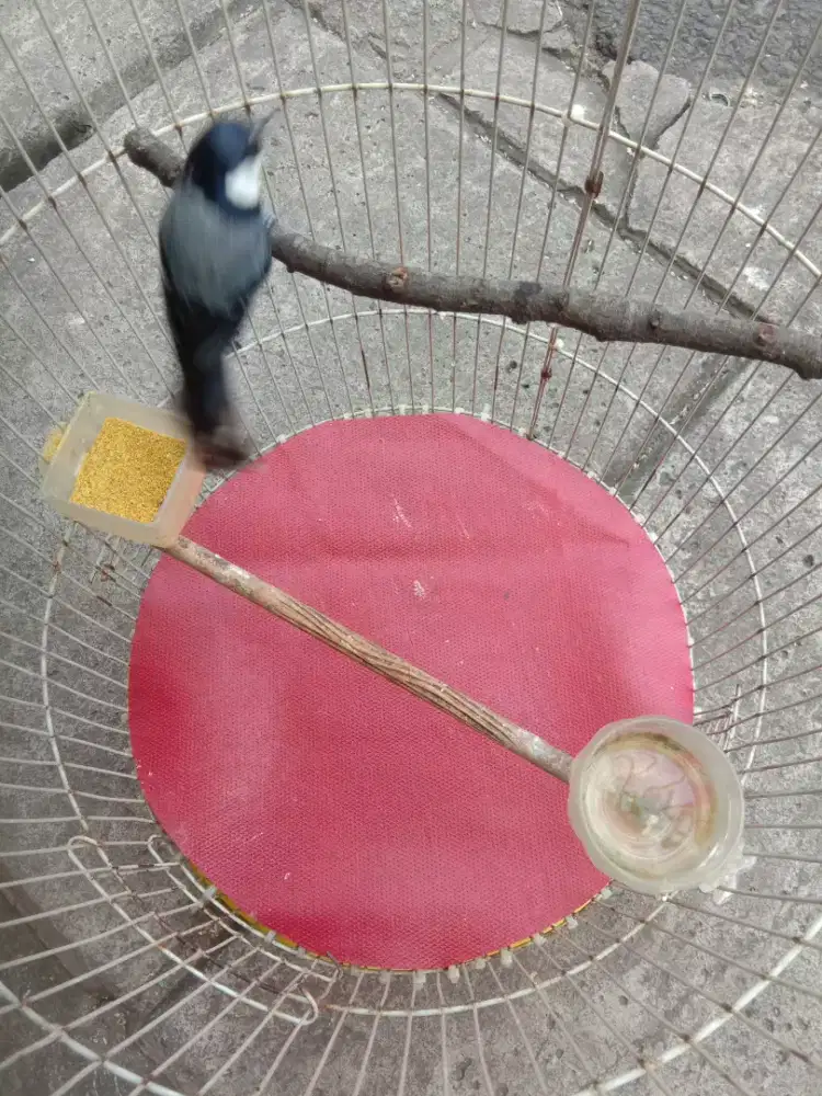 Burung gelatik batu jantan FS