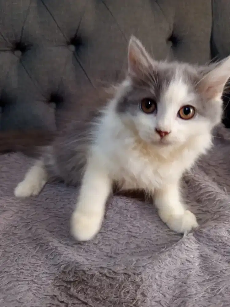 Kucing bsh Longhair 3 blm