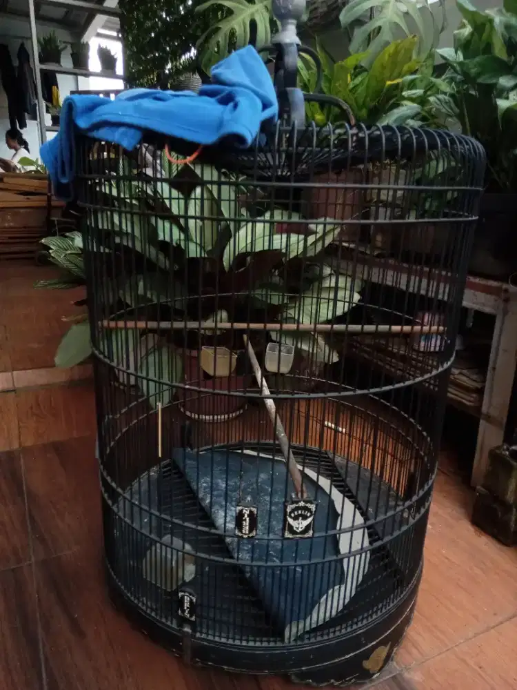 Sangkar muray merk.Berlin no.1