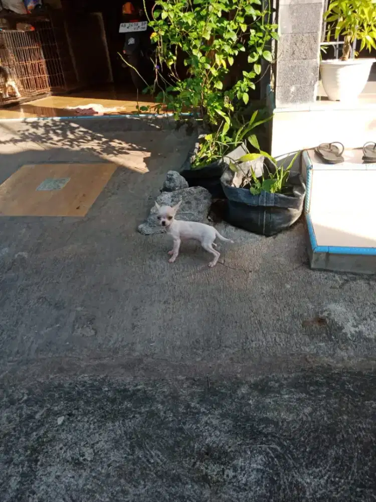 Puppy Chihuahua Lucu