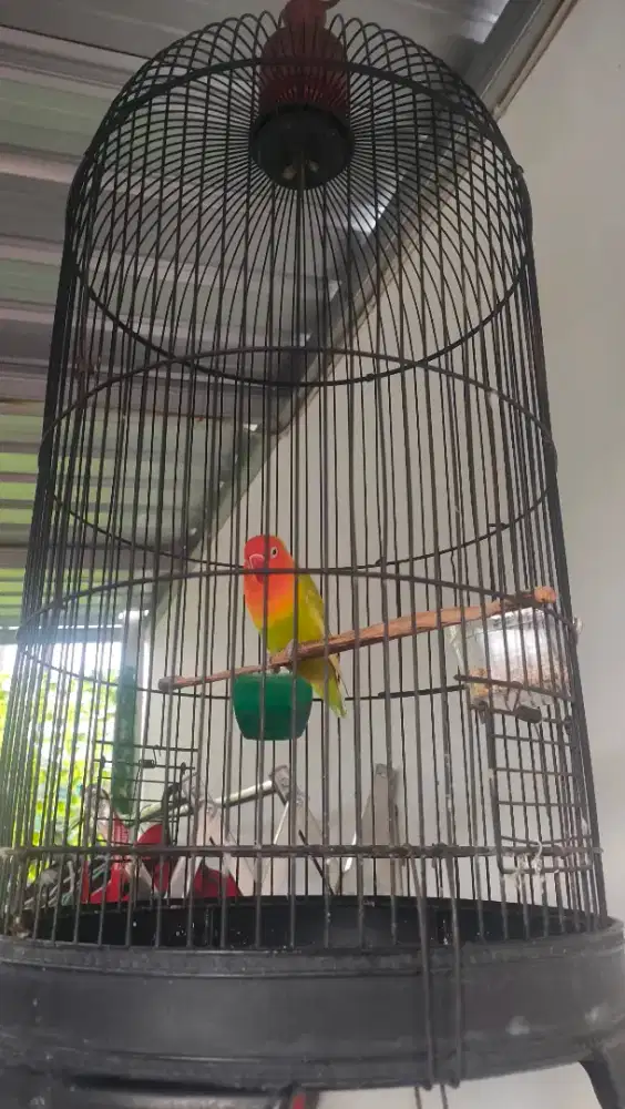 Love bird ngekek gacor