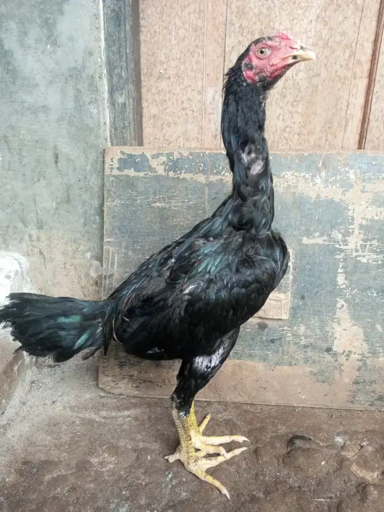 Ayam bangkok 4 bulan sisik semi ubed/semi rotan.