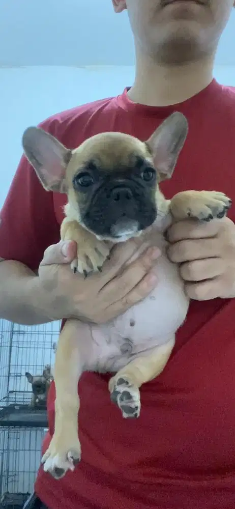 French bulldog jantan puppy