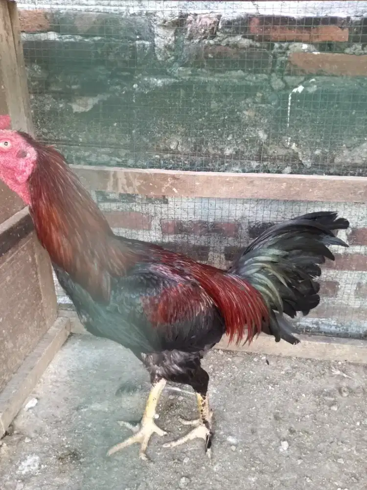 Jual ayam pama campuran