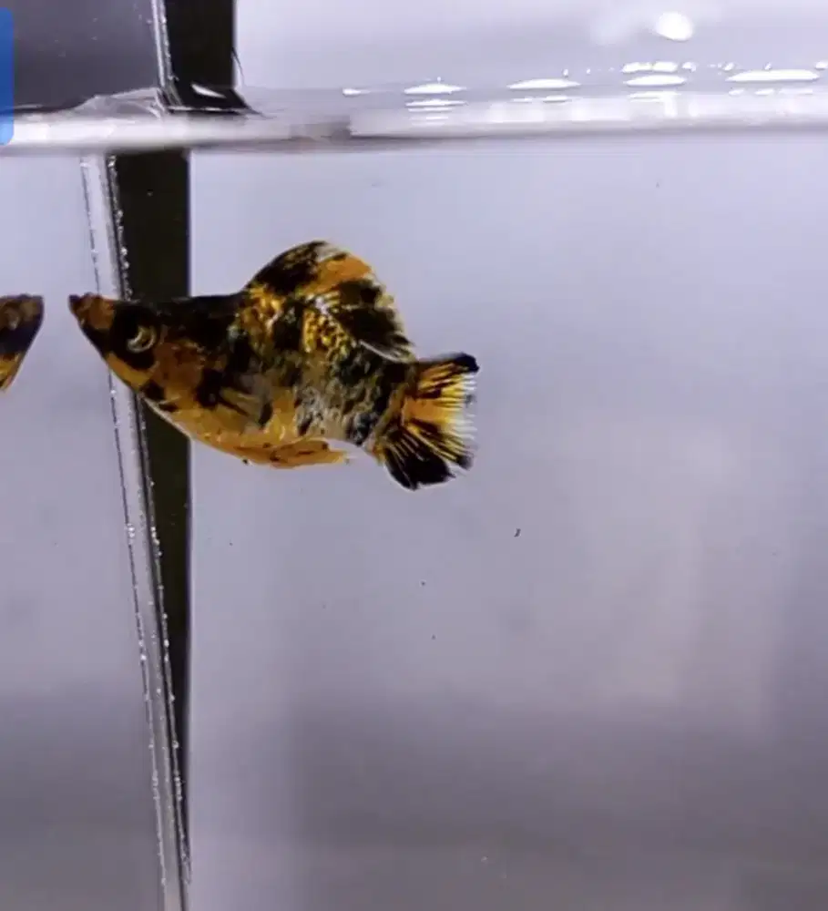 Molly Pikachu jantan