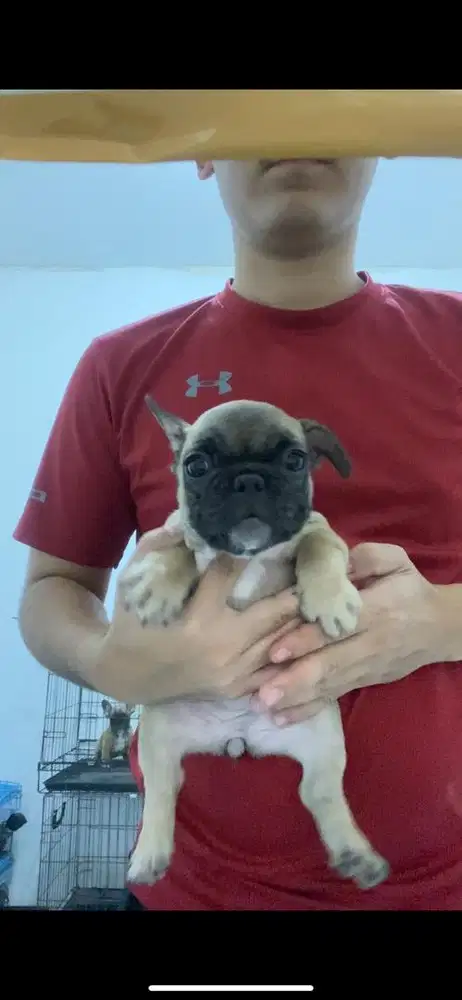 French bulldog betina gembul