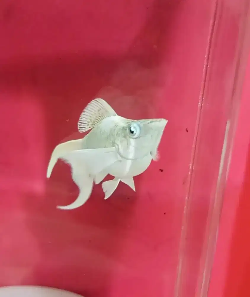 Molly platinum Cawang Betina Bukn ayam bebek atau burung kalkun iguana