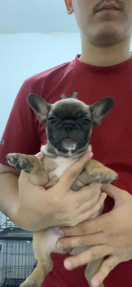 French bulldog betina lucu
