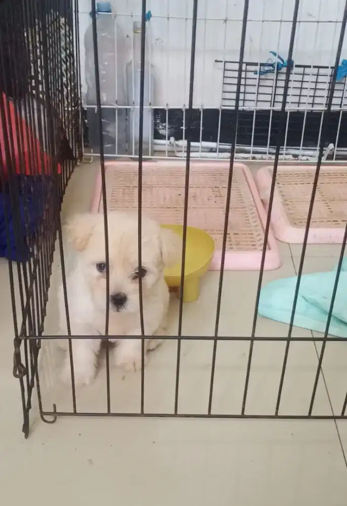 Anak Anjing / Puppy MALTIPO