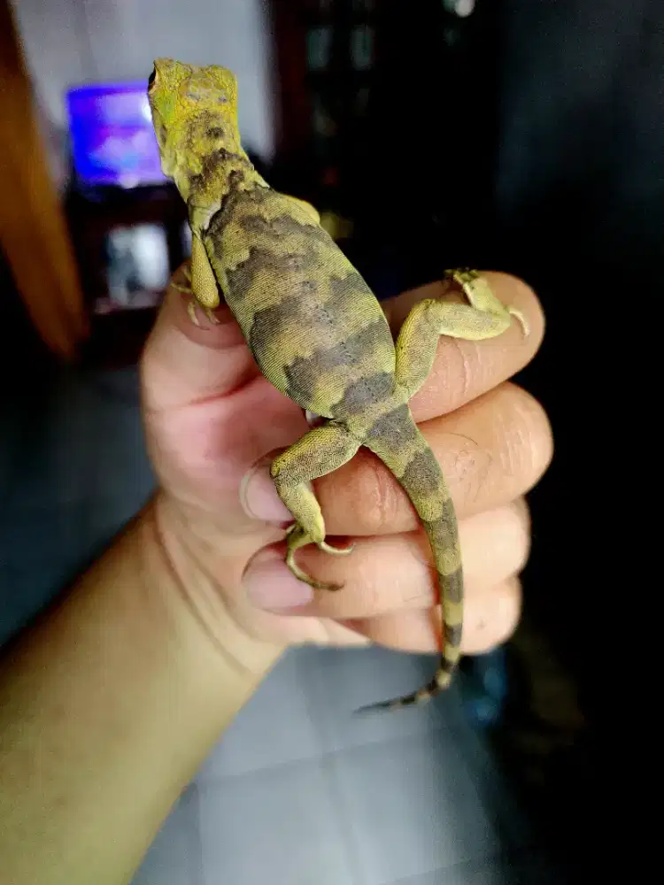 Iguana tobago hybrid anakan