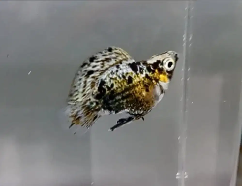 Ikan hias Molly Marbel bukan ayam atau burung
