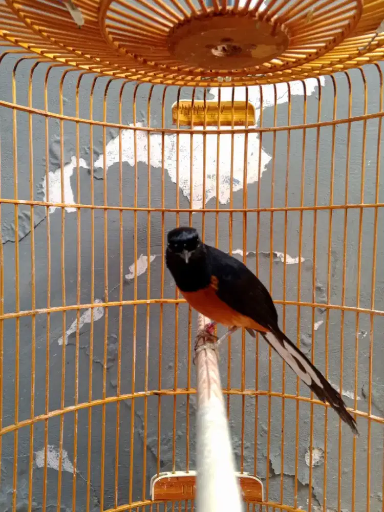 murai batu medan fullset