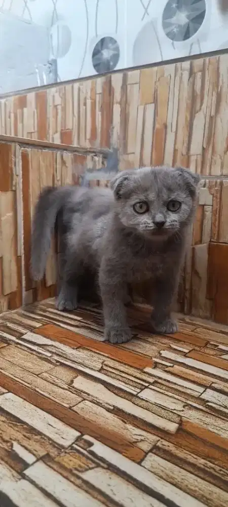 Kitten scottish fold