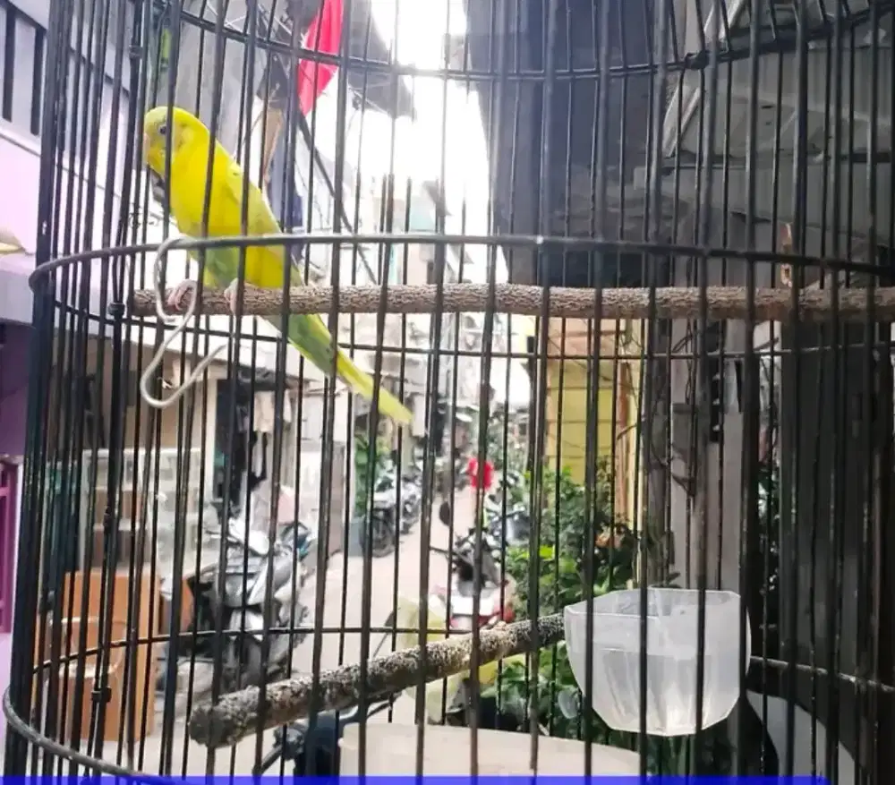 KANDANG LOVEBIRD TANGGUNG