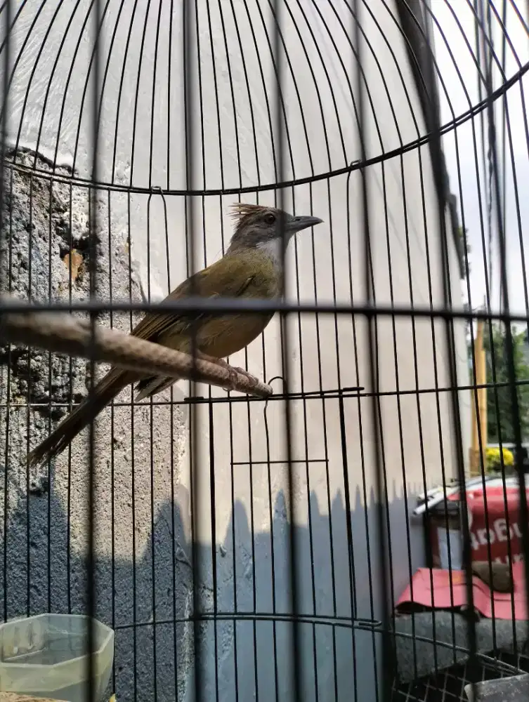 Jual burung jenggot ful set