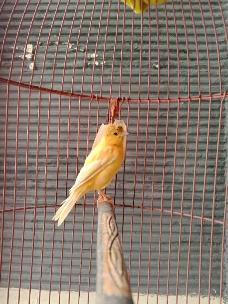 kenari gloster jambul 3bulan