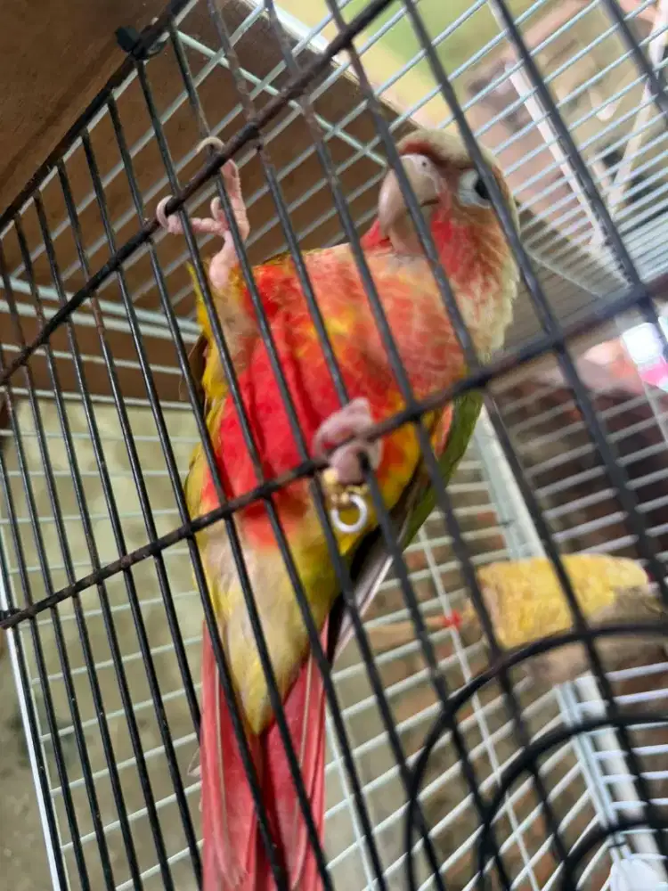 Pineapple red factor conure