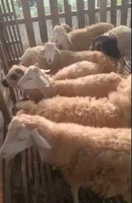 domba potong betinaan 25kiloan 9-12 bln siap tahun baruan nazar hajat