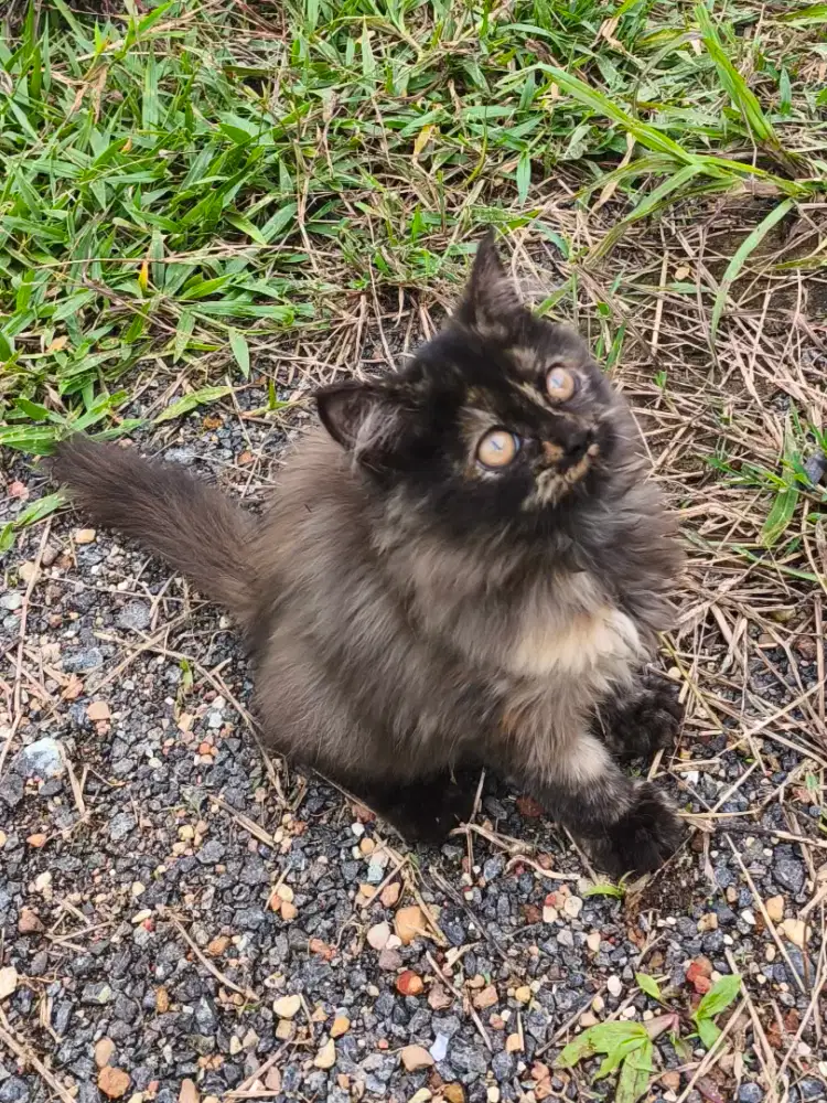 Persia Betina Bulu Kapas